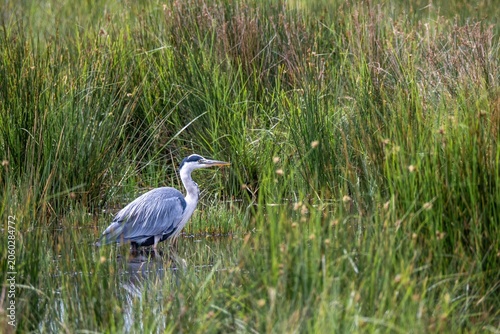grey heron ardea cinerea standing in water on marshland