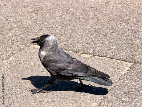 Fototapeta crow on the ground