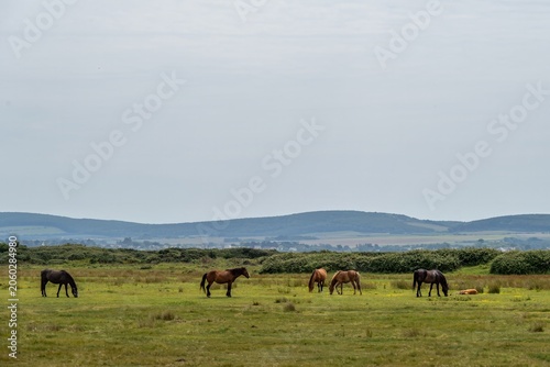 New Forest Ponies  with foal at Lymington and Keyhaven Marshes Nature Reserve Hampshire England