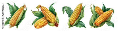 Photos Corn cobs set, showing sweet yellow maize with green husks and leaves, a waterco