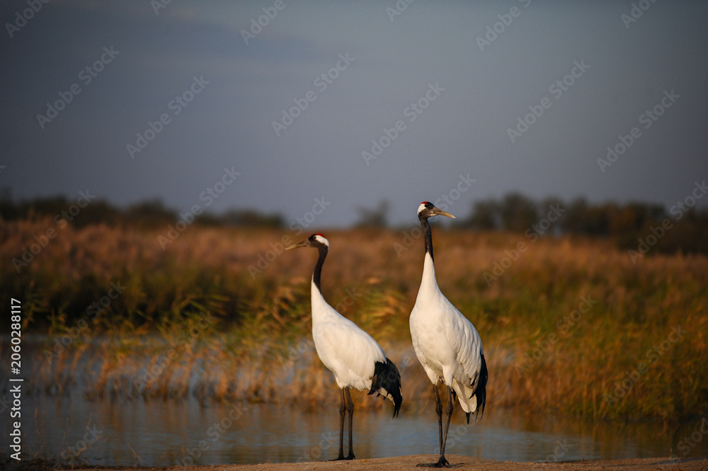 Obraz premium Red-crowned cranes in wetland at dusk