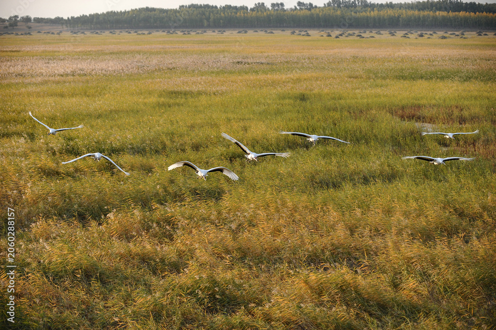 Obraz premium Cranes Flying Over Autumn Wetland Reeds