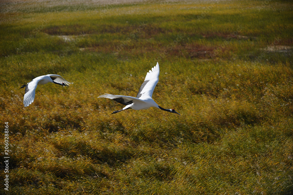Obraz premium Red-crowned Cranes Flying Over Yanhai Wetlands in Jilin, China