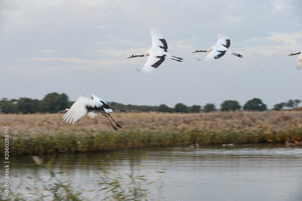 Obraz premium Red-crowned cranes flying over wetland in Jilin, China