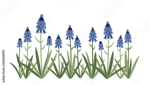 Row of vibrant blue muscari or grape hyacinth flowers with green leaves are growing together in a garden border illustration.