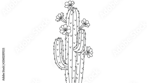 Blooming saguaro cactus line art drawing featuring multiple flowers on top and arms against a white background for desert nature art.