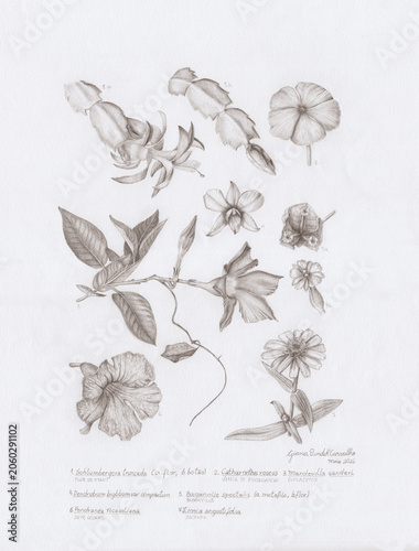 Botanical Plate of Tropical Flowers with Scientific Names