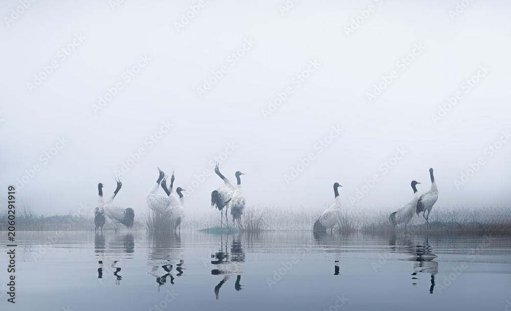 Obraz premium Cranes in Misty Wetland with Reflections at Dawn