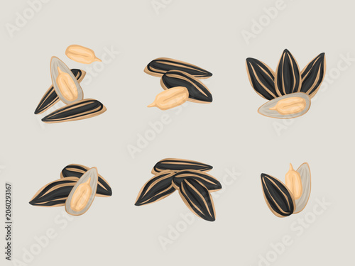 Sunflower Seeds Illustration Kuaci Snack Vector for Healthy Food and Agriculture Design