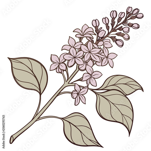 Lilac Branch with Flowers and Leaves Vector Illustration on White Background