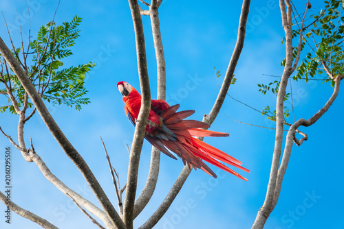 Scarlet Macaw Perched on a Tree Branch With its Wings Spread in Costa Rica