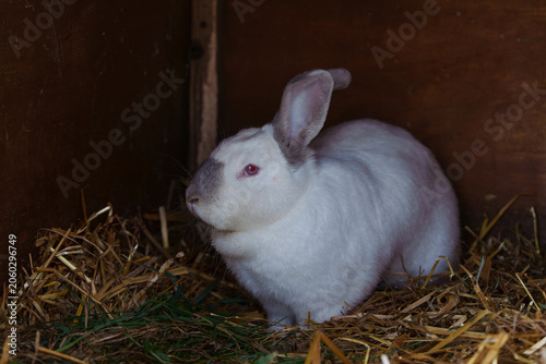 Photography A domestic Californian rabbit sits in a cage on a bedding of hay