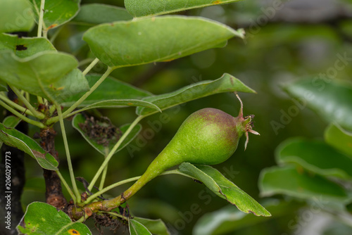 Unripe pear fruit that has transformed from a flower