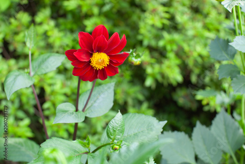 真紅の花びらに中心が黄色いダリア