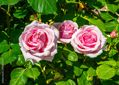 Details Pink Rose 5