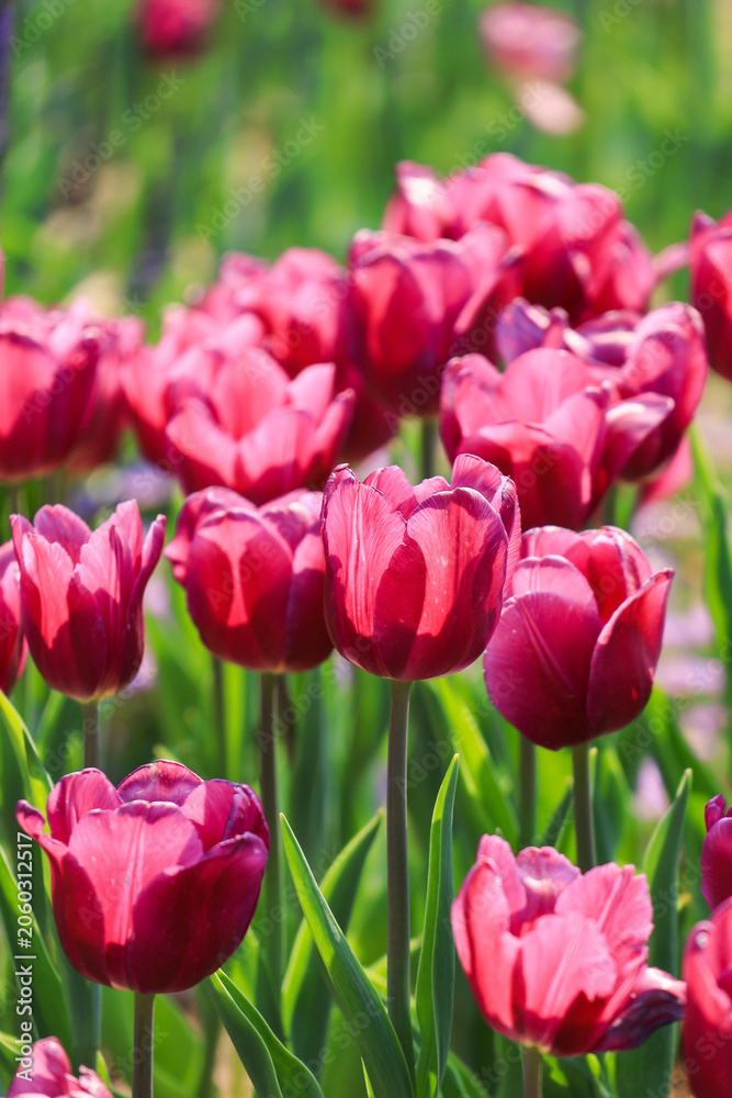Fototapeta premium Pink Tulips Blooming in a Spring Garden