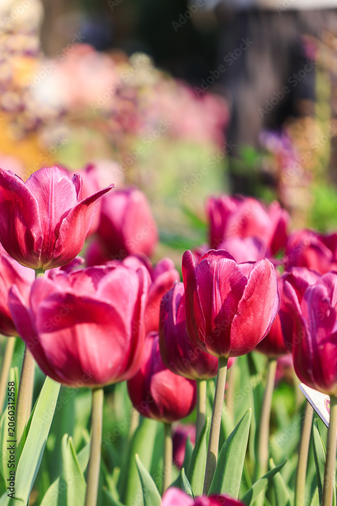 Fototapeta premium Pink Tulips Blooming in a Spring Garden