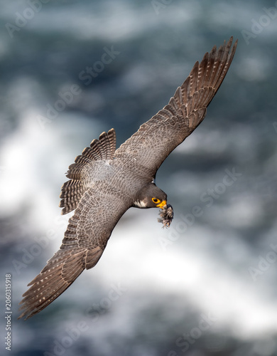 Magnificent adult peregrine falcon with full display of wings flying over the Pacific ocean and bringing prey tp the nest