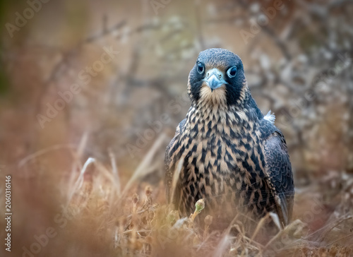 Cute juvenile peregrine falcon after just fledging and leaving nest taking in the world