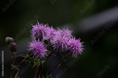Purple Thistle Flowers Against Dark Background