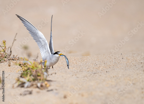 Least tern with fish taking off from beach