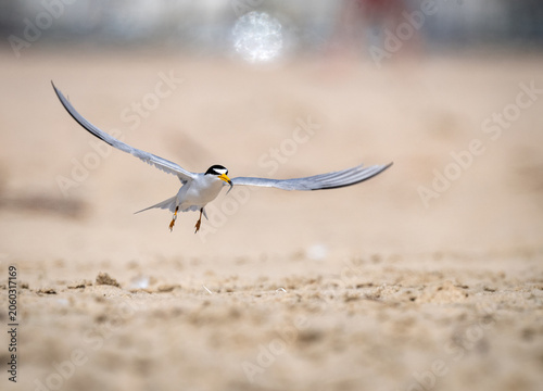 Least tern taking off with fish from a sandy beach in Orange county