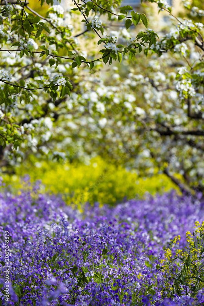 Obraz premium Spring Blossom Trees Over Purple Wildflowers in a Blooming Garden