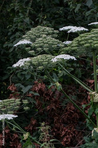 Giant Hogweed Flower Umbels in Natural Environment