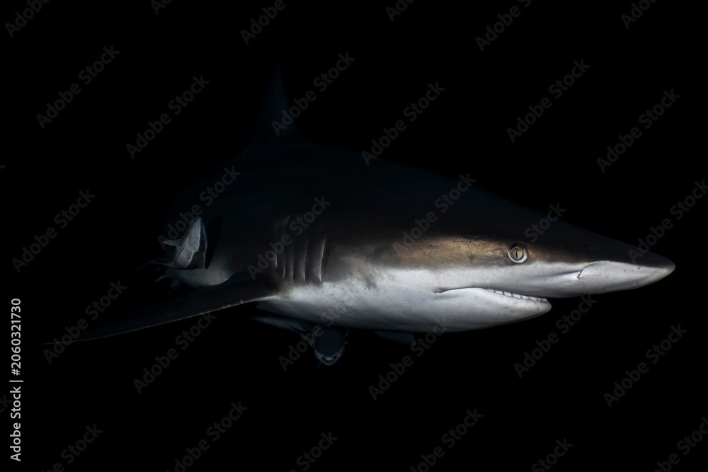 Fototapeta premium Oceanic blacktip shark swimming through clear blue water in the Indian Ocean off the coast of South Africa. Underwater wildlife image showing a pelagic shark in its natural marine environment.