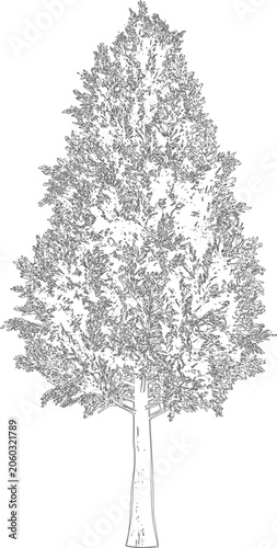 Tableau sur toile Hand Drawn Tall Deciduous Tree Vector Illustration Isolated on Botanical Sketch