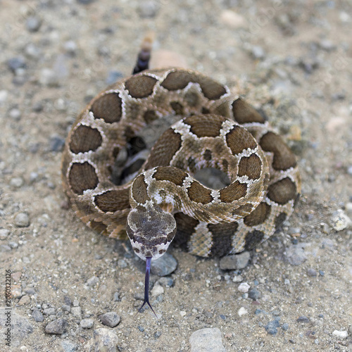Eye-level portrait of a young Northern Pacific Rattlesnake coiled tight in a defensive pose on gravelly trail. Santa Teresa County Park, Santa Clara County, California.
