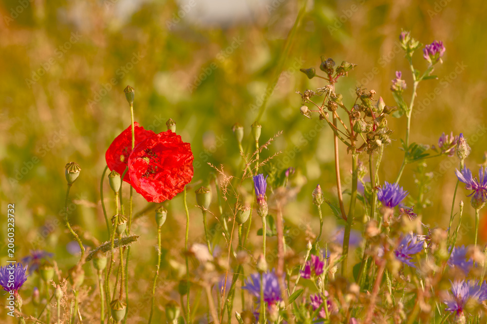 Fototapeta premium Common poppy flowering among cornflowers and wild meadow plants