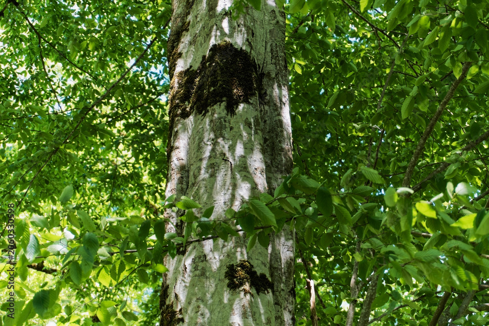 Fototapeta premium Close Up of Oriental Beech Tree Trunk with Smooth Grey Bark and Green Moss, Fagus Orientalis Forest Canopy, Caucasus Nature Reserve Botanical Forestry Landscape