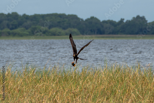 Snail Kite Flying in Wildlife Habitat with Captured Apple Snail, Florida