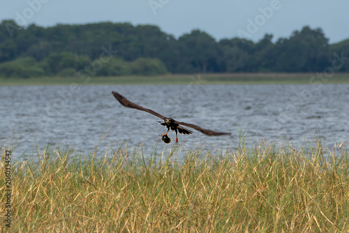 Snail Kite Flying in Wildlife Habitat with Captured Apple Snail, Florida