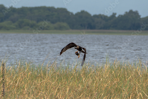 Snail Kite Flying in Wildlife Habitat with Captured Apple Snail, Florida