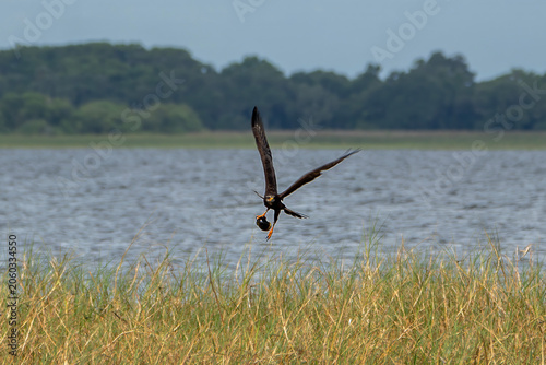 Snail Kite Flying in Wildlife Habitat with Captured Apple Snail, Florida