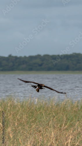 Snail Kite Flying in Wildlife Habitat with Captured Apple Snail, Florida