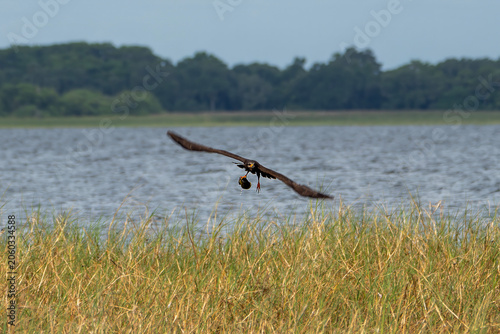 Snail Kite Flying in Wildlife Habitat with Captured Apple Snail, Florida