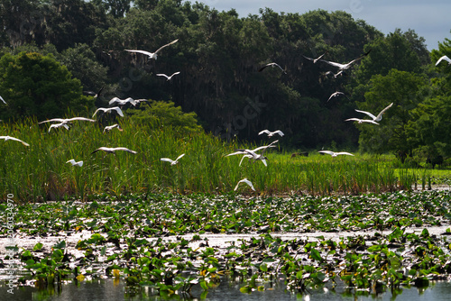 Canvas Print Flock of Wading Birds Taking Flight Over Wetland Marsh with Lily Pads, Florida