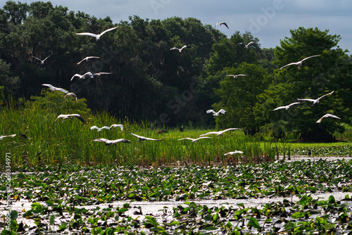 Canvas Print Flock of Wading Birds Taking Flight Over Wetland Marsh with Lily Pads, Florida