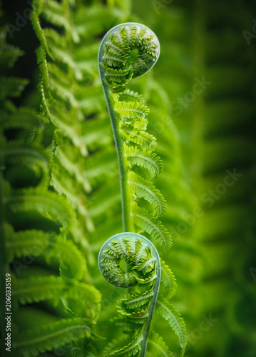LEAVES FERN IN A GARDEN. SHALLOW DEPTH OF FIELD.