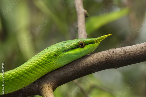 Rhinoceros ratsnake (Gonyosoma boulengeri) on a tree branch 