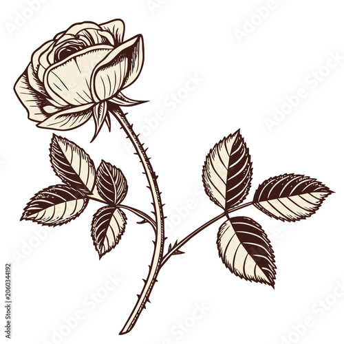 Vintage Rose with Leaves and Thorns Illustration on White Background