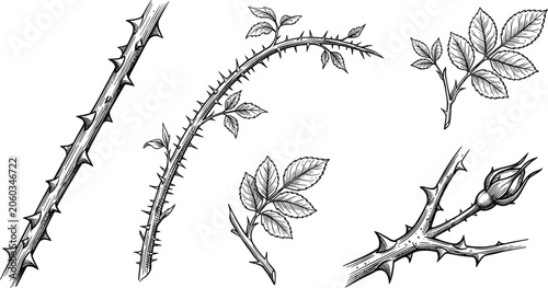 Retro monochrome botanical illustration bundle with detailed thorny branches realistic rose bush twigs and sharp prickly stalks for gothic graphic design layout