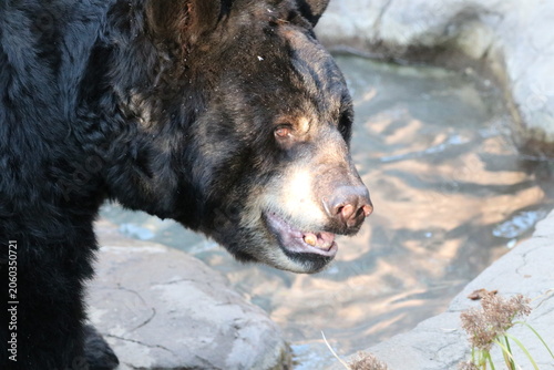 brown bear portrait
