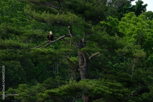 Bald eagle on a tree
