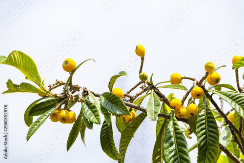 Obraz na płótnie Ripe yellow loquat fruits on tree branches against clear sky