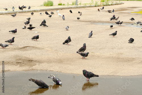Large flock pigeons walking and drinking from water puddle on an open concrete city square.