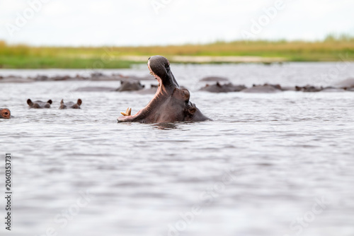 Hippopotamus with its mouth open in the water of Chobe River.